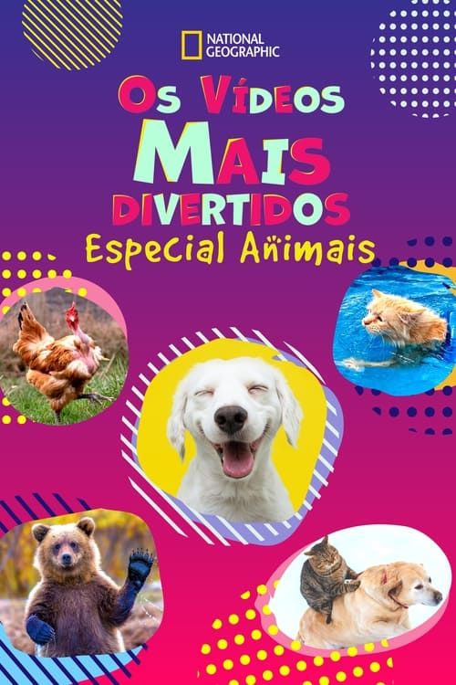 Image Os Vídeos Mais Divertidos: Especial Animais